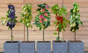 Three or Five Mini Fruit Tree Collection