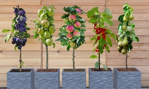 Three or Five Mini Fruit Tree Collection