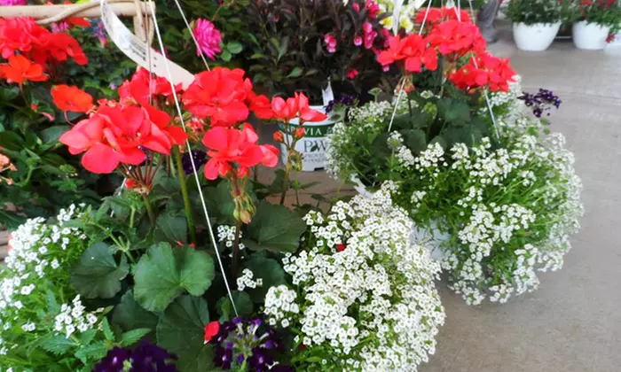 $23 for $40 Worth of Flowers, Shrubs, Trees, and Other Plants at Brady Nursery - Second Medium
