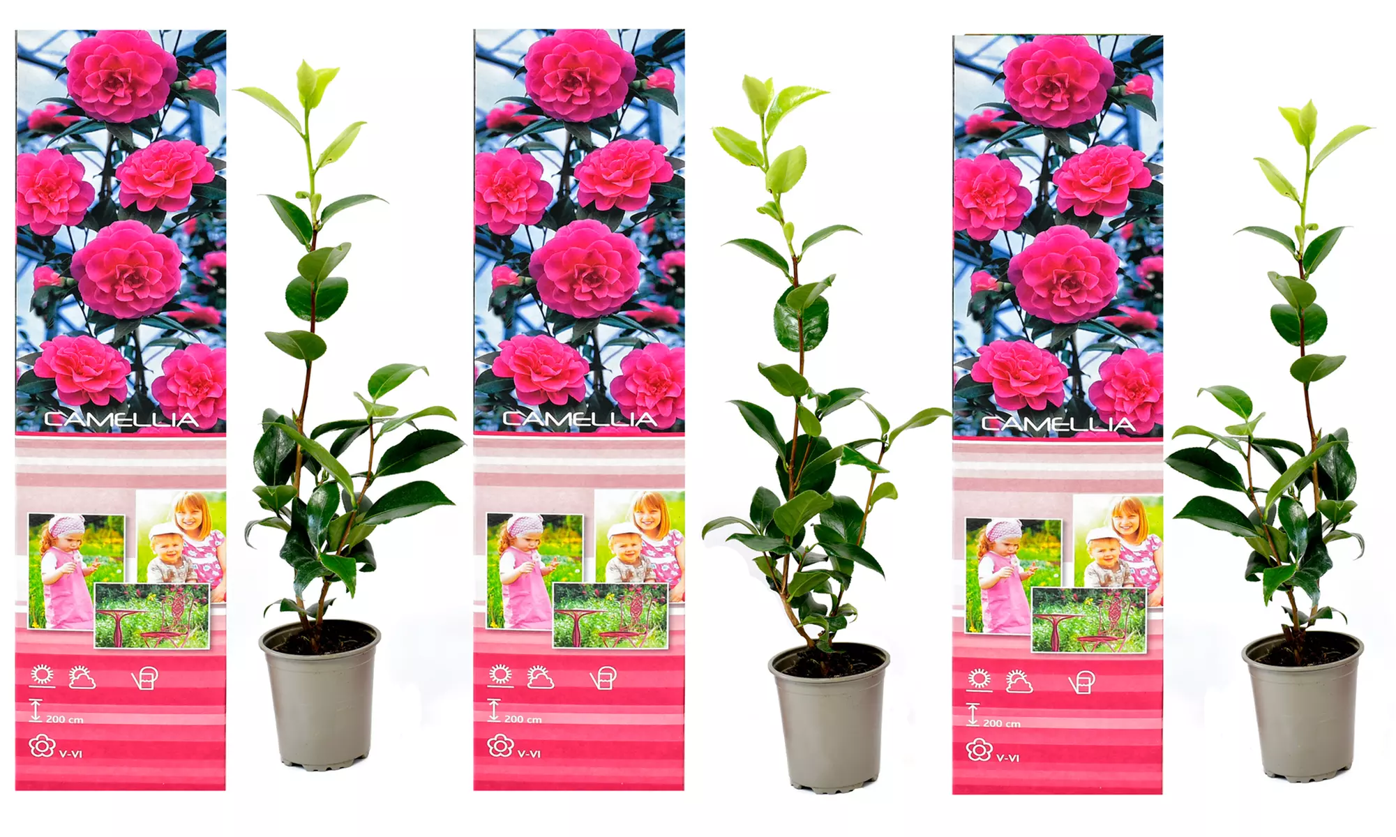 1 ou 2 lots de 3 Camélias japonais