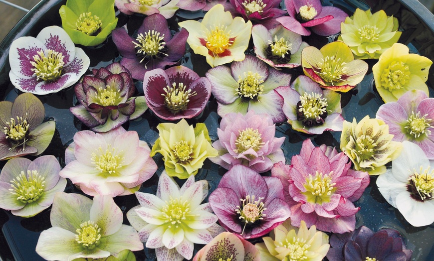 Image 2: 10 Hellebore Hybrid Plants
