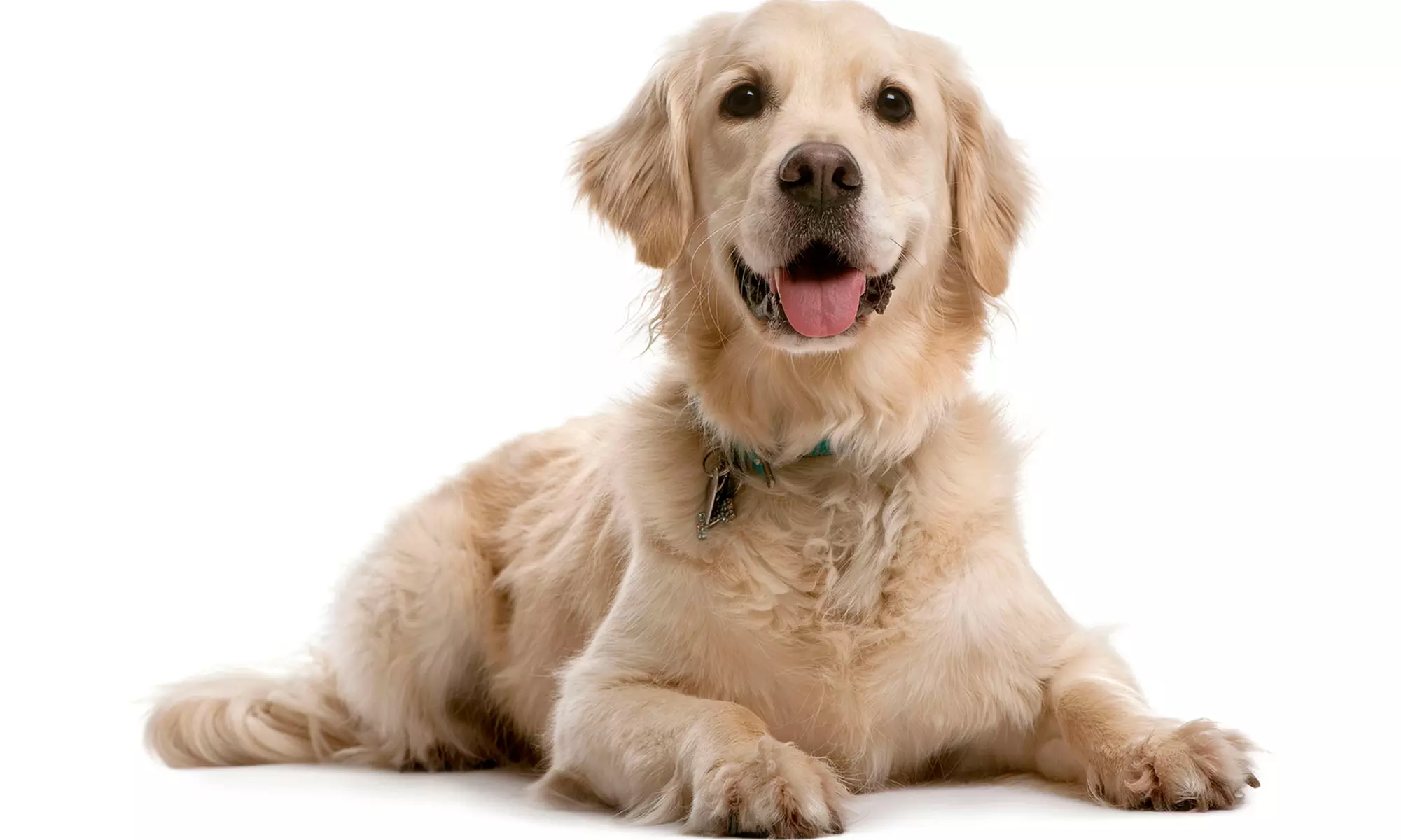 1, 5, or 10 Days of Dog Daycare or Two Nights of Dog Boarding at Brier Creek Pet Hotel (Up to 52% Off) - Primary Image