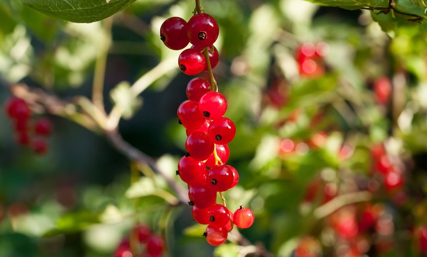 Image 9: Jusqu'à 4 packs de plantes fruitières