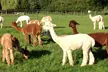 Alpaca Farm Tour Experience at Pennybridge RG27 – Meet, Feed & Learn About Alpacas – Up to 51% Off - Second Medium
