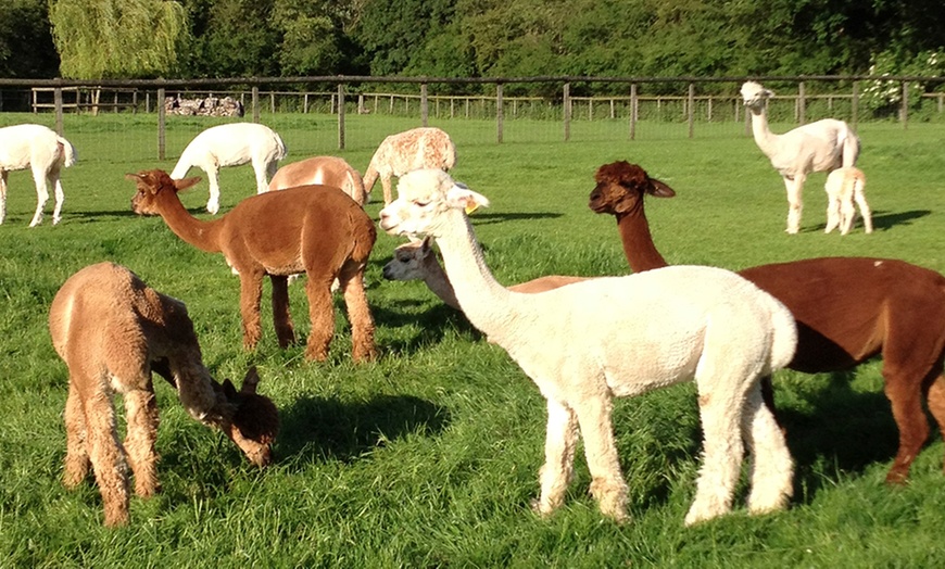 Image 4: Alpaca Experience