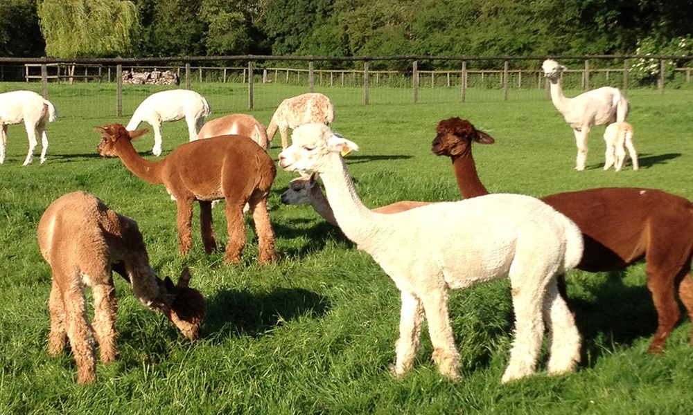 Meet Friendly Alpacas with this Pennybridge Farm Hands-On Experience!