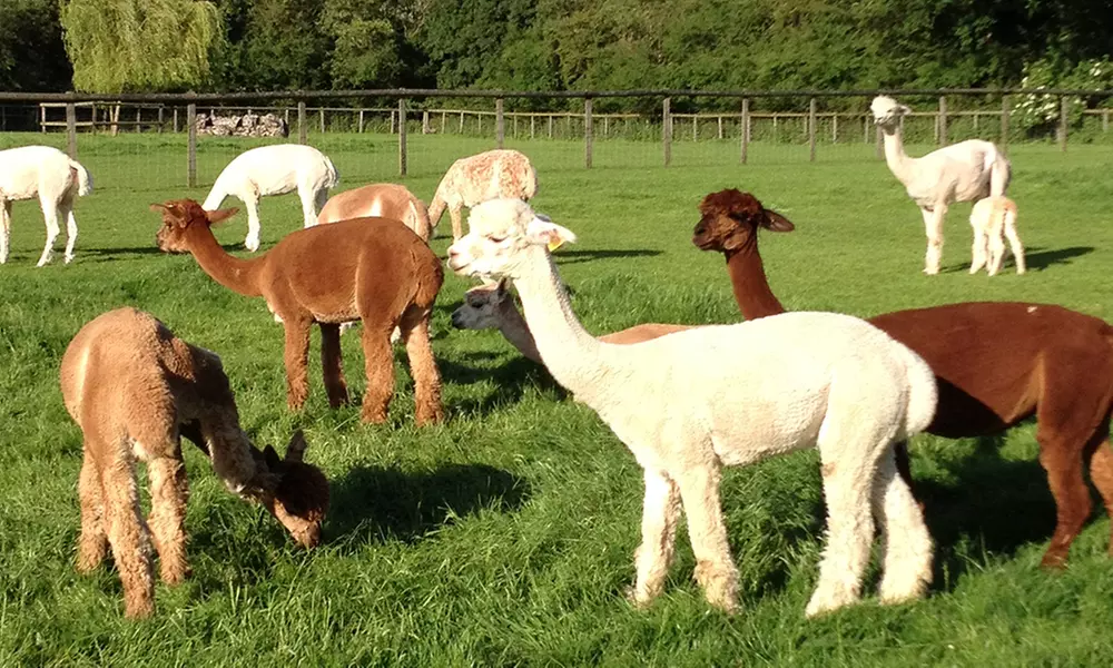 Meet Friendly Alpacas with this Pennybridge Farm Hands-On Experience!