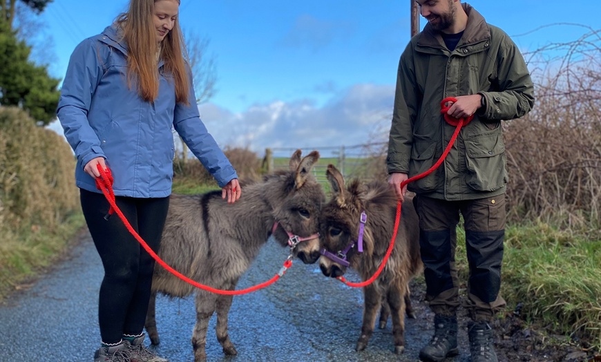 Image 5: Miniature Donkey & Alpaca Experience