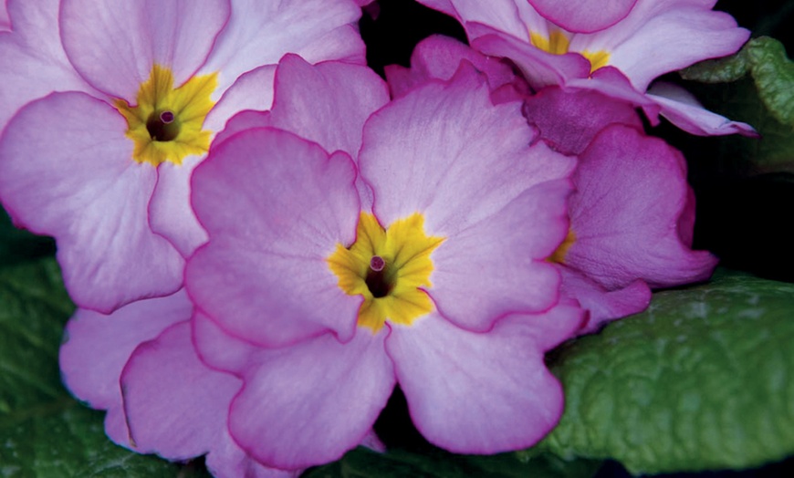 Image 3: 24 or 48 Primrose Alaska Appleblossom Plants