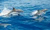 Experience the Thrill of a 2-Hour Dolphin & Island Tour from Uncharted Waters Dolphin and Fishing Charters!