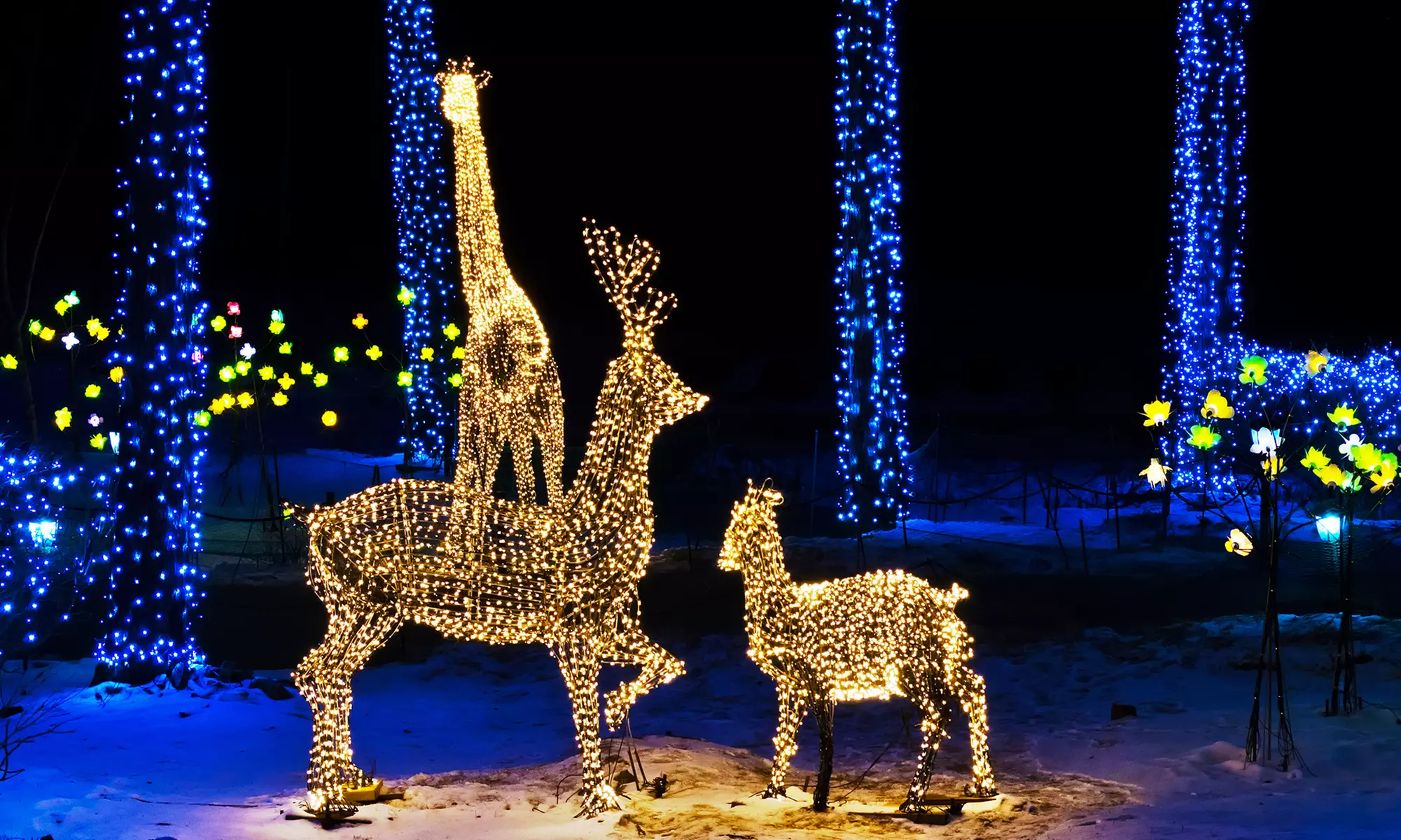 Experience the Magic of the Holidays: Children or Adult Admission