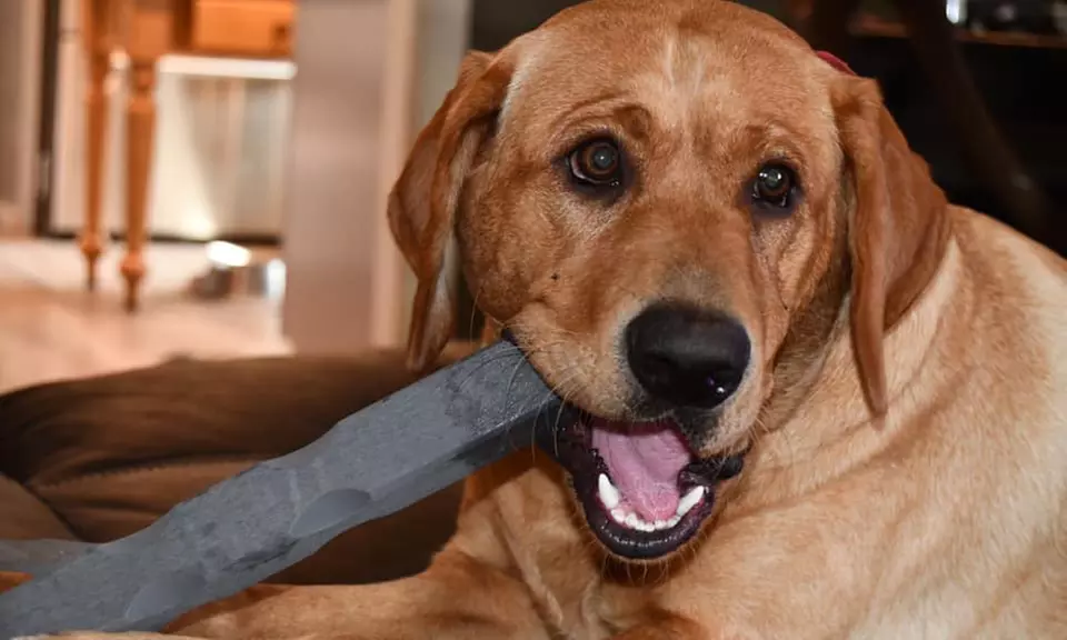 $5 for $10 E-Gift Card from Bulletproof Pet Products  - Primary Image