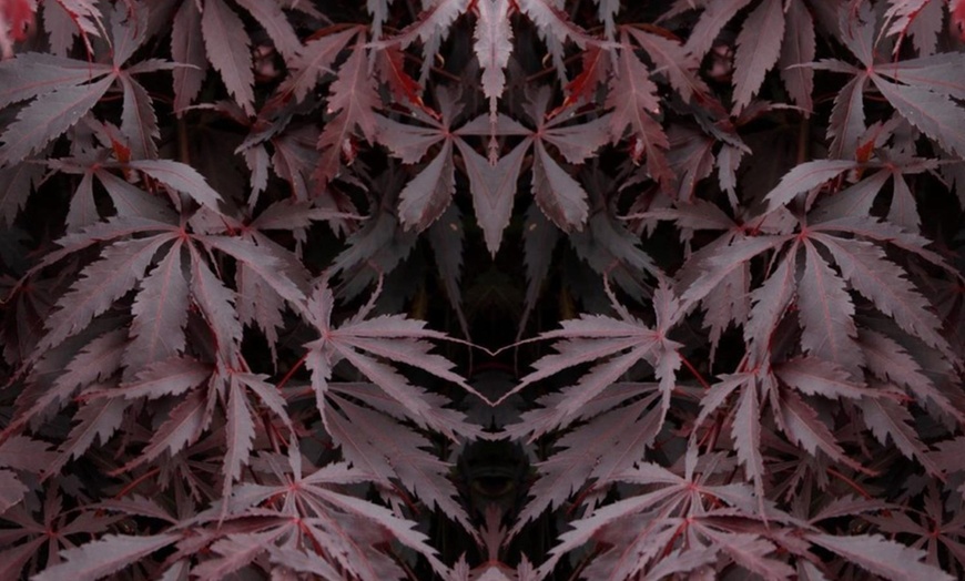 Image 2: Acer palmatum Black Lace