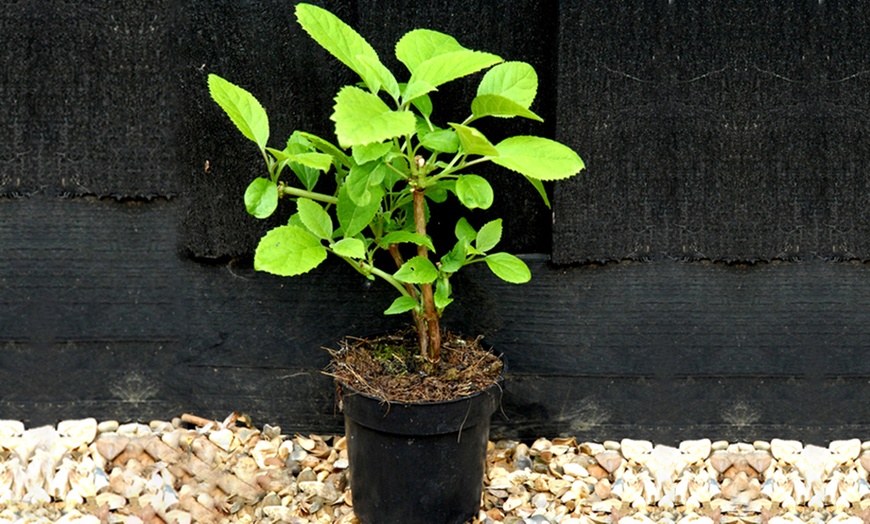 Image 4: Hydrangea Vanilla Fraise