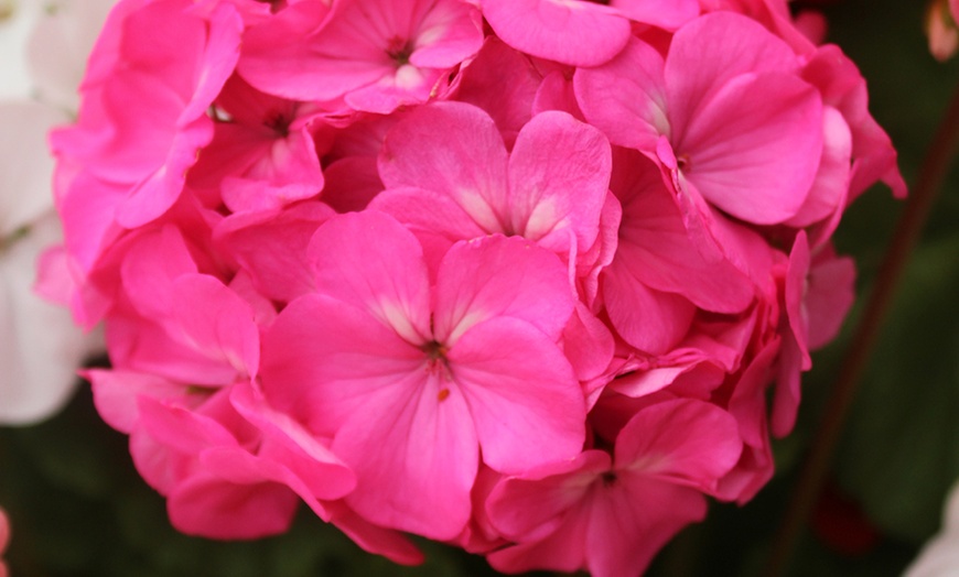 Image 7: 10 or 20 Geranium 'Parade Mix' Garden-Ready Plants