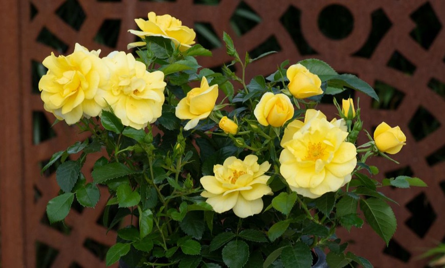 Image 3: Rose 'Isn't She Wonderful' - 1 or 2 Potted Plants