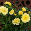 Image 3: Rose 'Isn't She Wonderful' - 1 or 2 Potted Plants