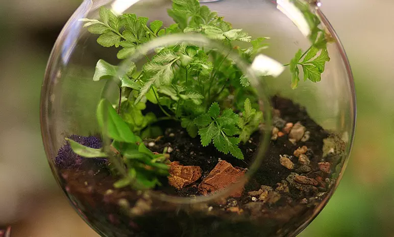 Sip Wine and Create Living Art in a Terrarium-Making Class - Second Medium
