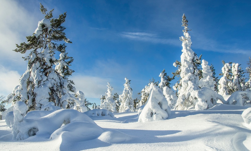 Image 11: Lapland Dog Sledding