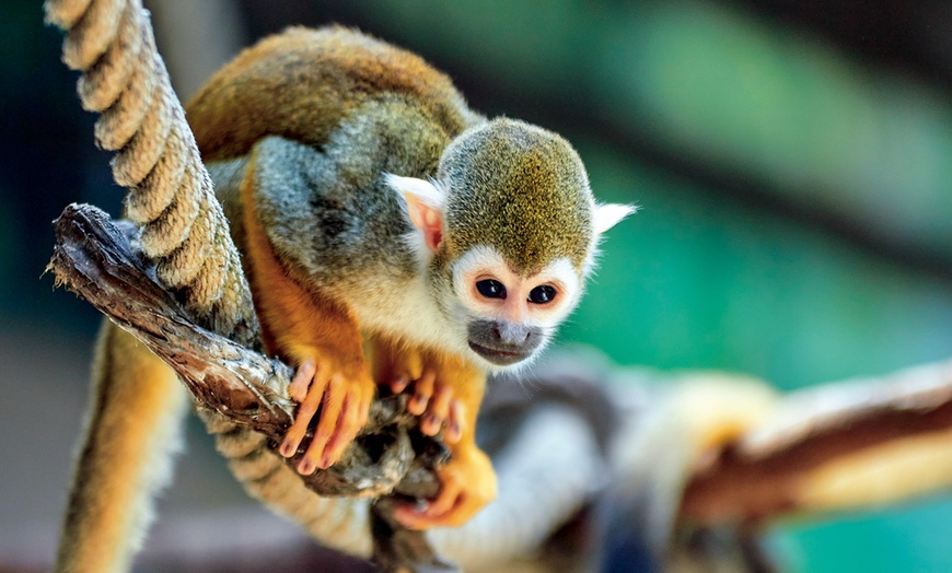 Image 15: Diversión en familia con una entrada a MundoMar y/o Aqualandia