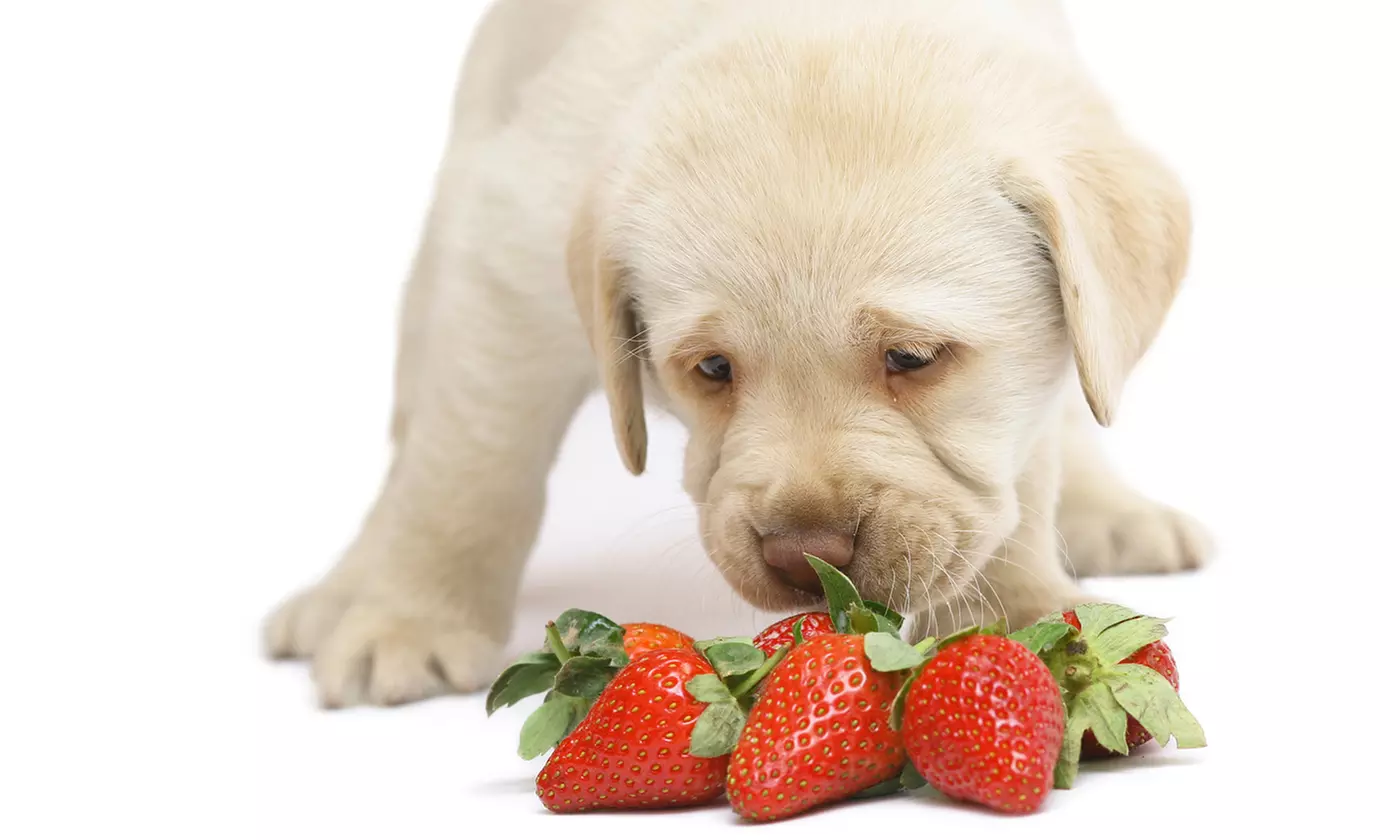 Master Pet Wellness with a 10 Course Natural Healthcare Diploma or 2500+ Courses Membership (Up to 63% Of) - Primary Image