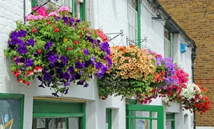 24, 48 or 72 Hanging Basket Collection Plants