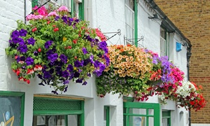  Hanging Basket Collection - 24, 48 or 72 Plants 