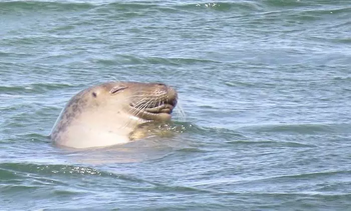 2-Hour Seal-Watching Tour for Two or Four at Captain Lou Fleet (Up to 53% Off) - Primary Image