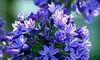 $20 for $40 Worth of Flowers and More at The Kelowna Flower Farm