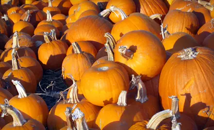 Fall Kids’ Outing or Four Regular Pumpkins at the Hamilton Pumpkinfest at the Royal Botanical Gardens in Burlington - Primary Image