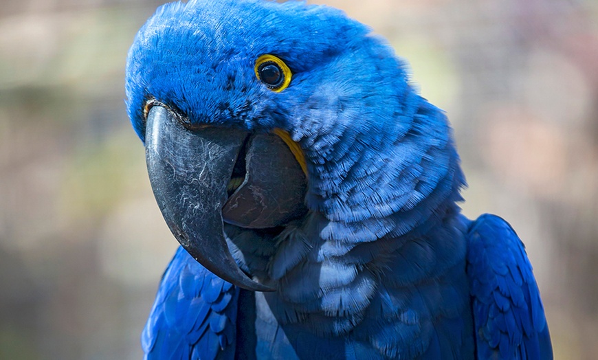 Image 14: ¡Descubre la aventura salvaje en Loro Parque!