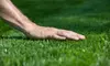 Lawn Fertilizing or Deep-Root Tree Feeding for One or Two Trees from Big D Tree Service (Up to 90% Off)
