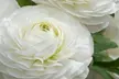 Mélange de 80 bulbes de plantes Ranunculus - Second Medium