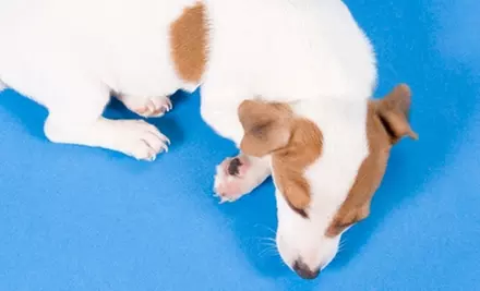 $20 for $40 Worth of Dog Boarding at Animal Ranch Resort - Primary Image