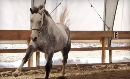 Private Riding Lesson for One or Two or Birthday Party at The Lazy Horse Equine Center & Hannanna Stables in Ballston Spa - Primary Image