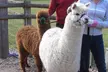 Alpaca Farm Tour Experience at Pennybridge RG27 – Meet, Feed & Learn About Alpacas – Up to 51% Off - Second Medium