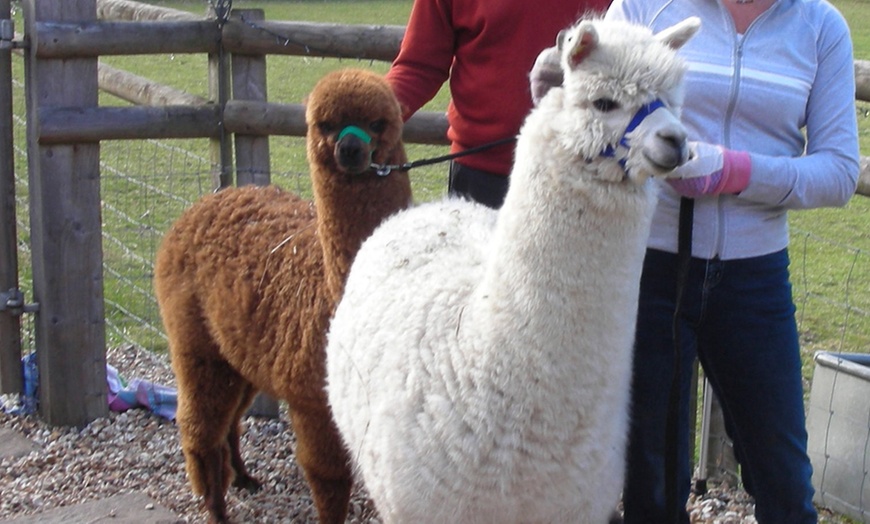 Image 3: Alpaca Experience