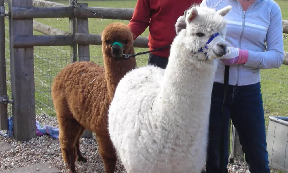 Alpaca Farm Experience at Pennybridge Meet, Feed & Learn About Alpacas