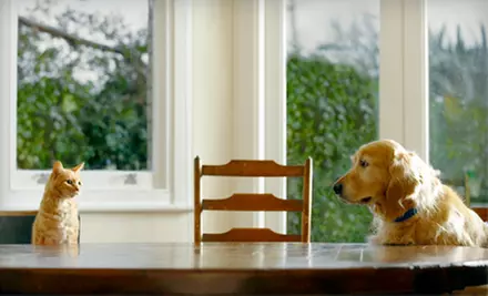 $15 for $30 Worth of Pet Food, Toys, and Accessories from PetFoodDirect.com - Primary Image