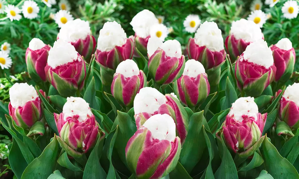 Double-Scoop Ice Cream Tulip Flower Bulbs (3-, 6-, or 12-Pack with Flower Bulb Planter) - Primary Image