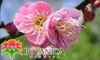 $25 for a Family Membership to Botanica, The Wichita Gardens