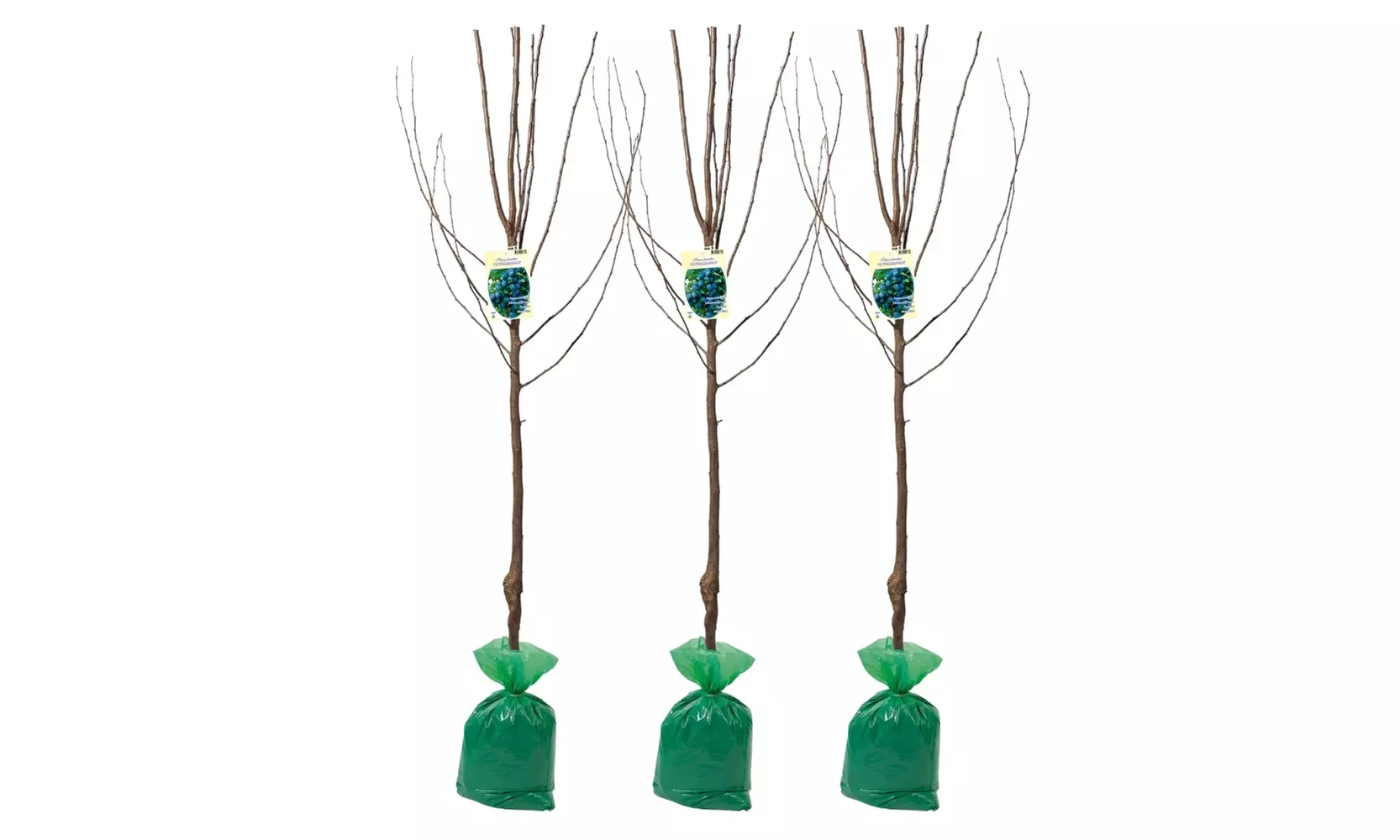 3x oder 5x Set Obstbäume