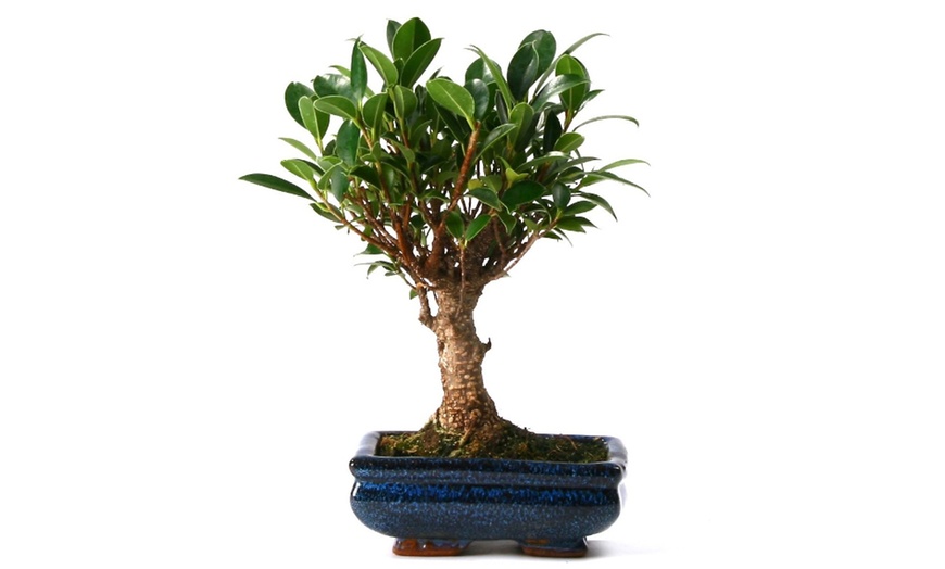 Image 4: Twee of vier Bonsai boompjes