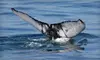 Whale-and-Dolphin-Watching Excursion in Cape May(Up to $40 Value)