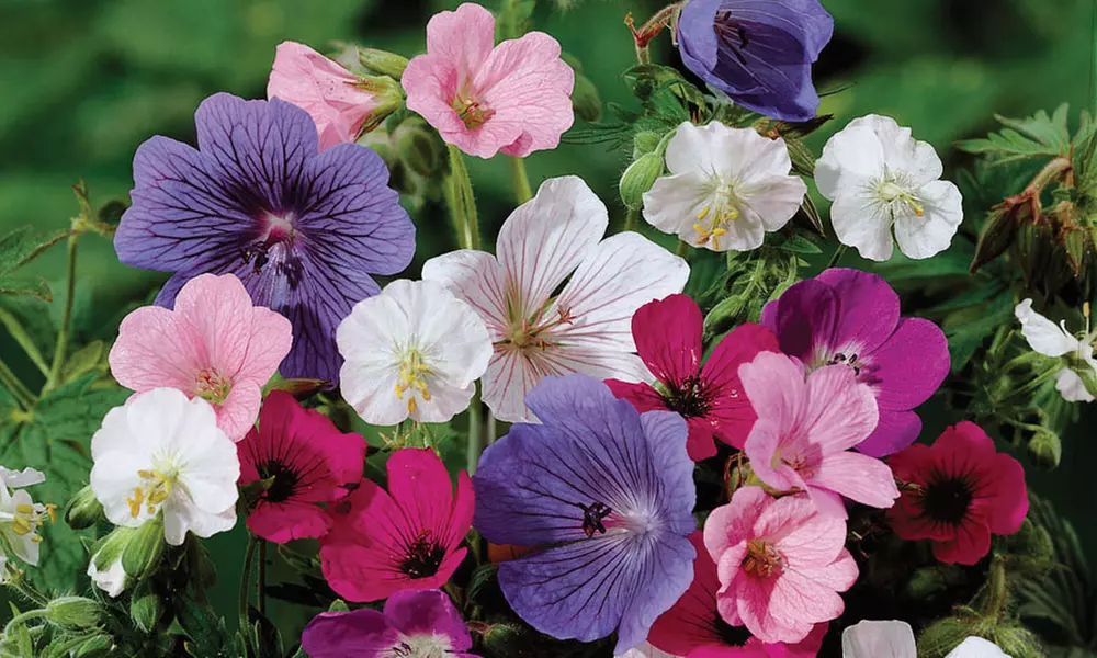 5 or 10 Mixed Hardy Geranium Plants - Primary Image