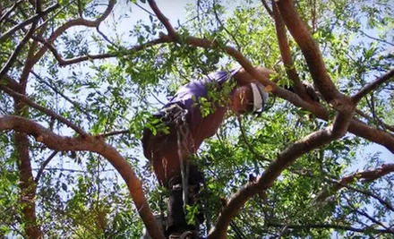 $100 for One Hour of Tree Trimming from Arbor Artistry ($200 Value) - Primary Image