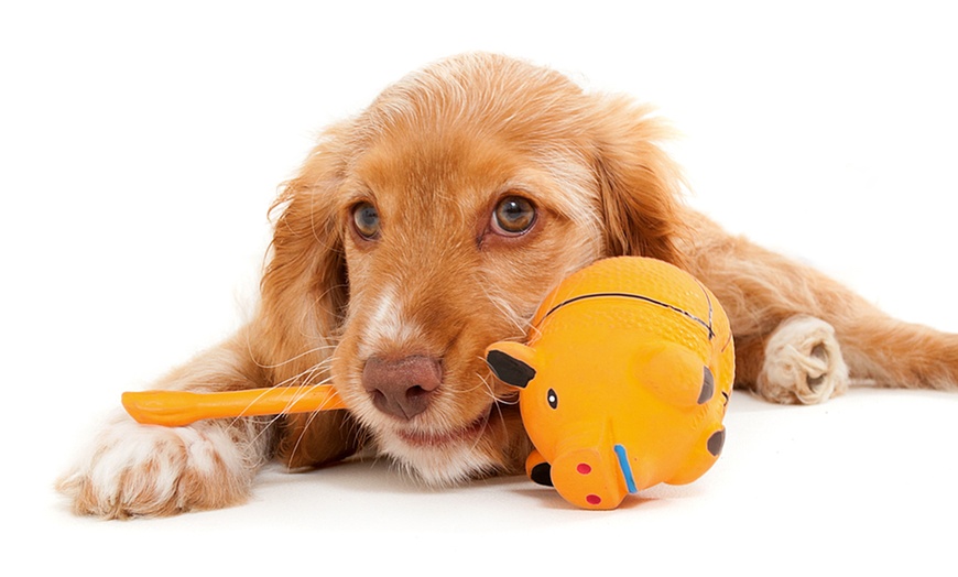 Image 5: Studio Pet Photoshoot