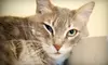 If 40 People Donate $10, Then Friends for Life No Kill Animal Shelter Can Buy Four Cat Climbers and Beds for Elderly Cats' Room