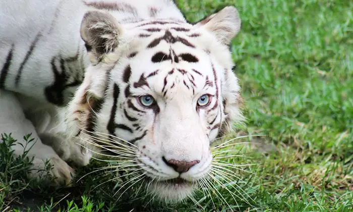 Endangered Animal tour and Play with a Baby Tiger, Baby Bear, Kangaroo, and More at The Garold Wayne Interactive Zoological Park (50% Off) - Primary Image