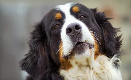 Complete Grooming for a Small, Medium, Large, or Extra-Large Dog at You Dirty Dog (51% Off) - Primary Image
